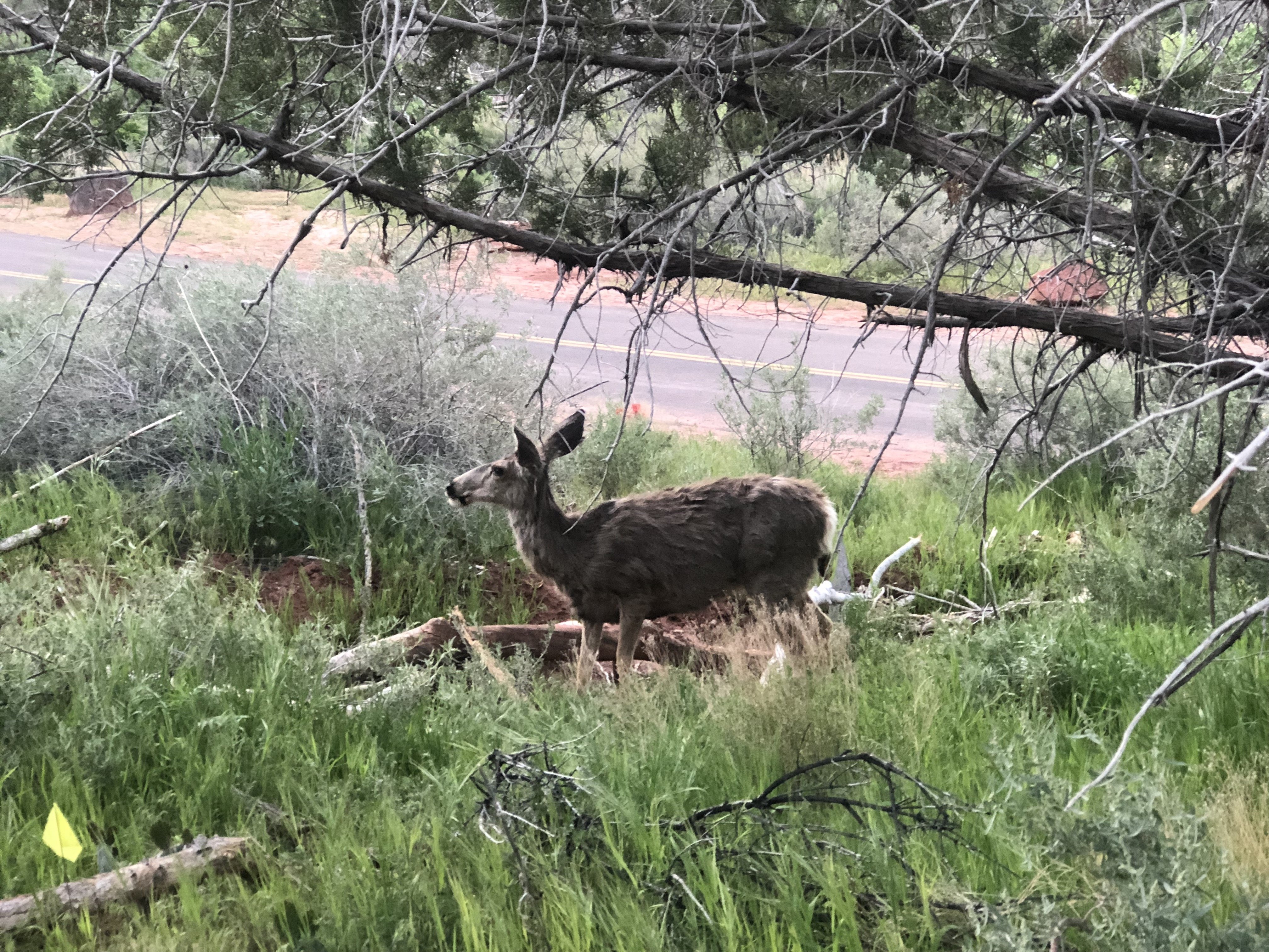 A deer found on a hike in Zion National Park.