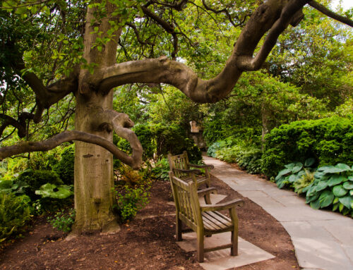 14 Best Gardens in Washington, DC for a Scenic Walk in the Park