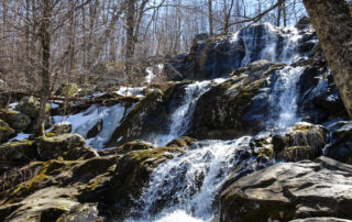 Trickling waterfall in forest - Dark Hollow Falls, one of the best waterfalls near DC